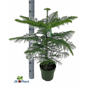 ARAUCARIA HETEROPHYL P21 80CM