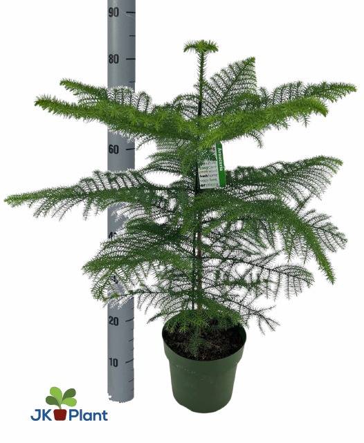 <h4>ARAUCARIA HETEROPHYL P21 80CM</h4>