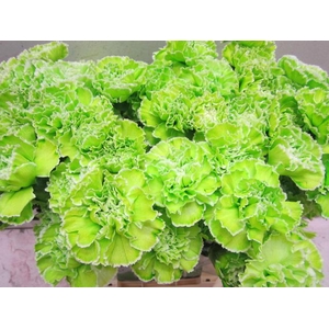 Di St G Groen