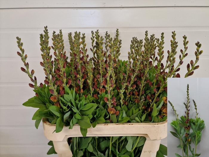 <h4>Baptisia Australis</h4>