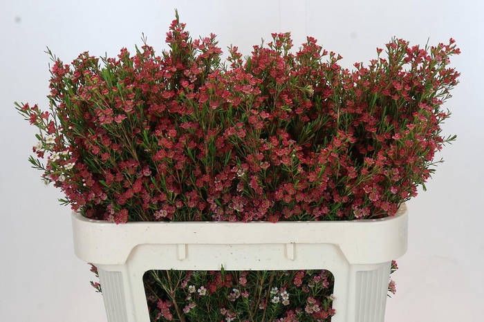 <h4>Chamelaucium My Sweet 16</h4>