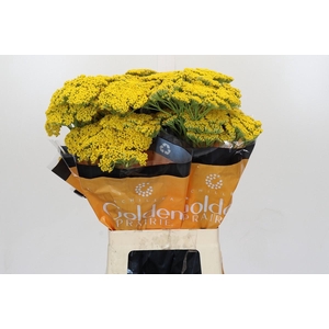 Achillea Golden Painted Prairi