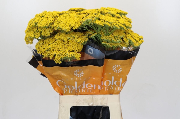 Achillea Golden Prairi