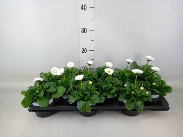<h4>Bellis perennis 'Roggli White'</h4>