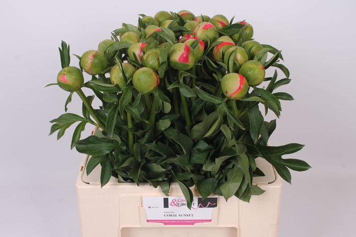 <h4>Paeonia Coral Sunset | Heavy Quality</h4>