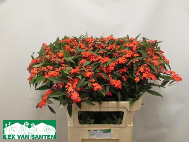 <h4>EUPH F T MARIELLE</h4>