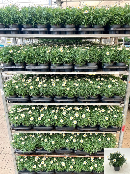 <h4>ARG MO DUPLO WHITE</h4>