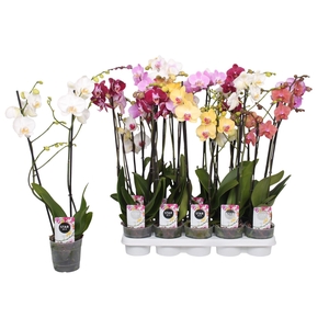 Phalaenopsis gemengd 5 kleuren