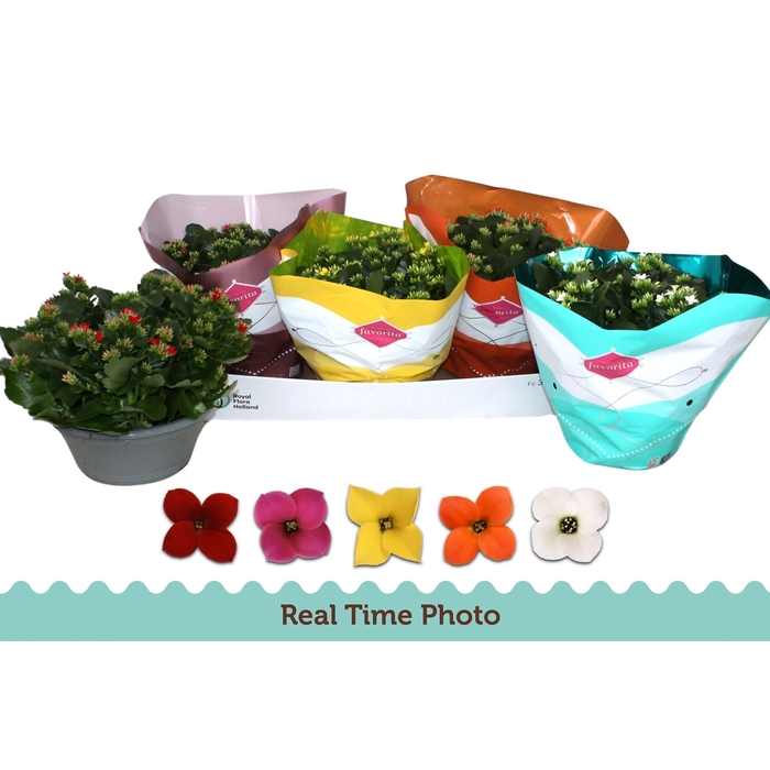 <h4>KAL EN GEM 5 KL</h4>