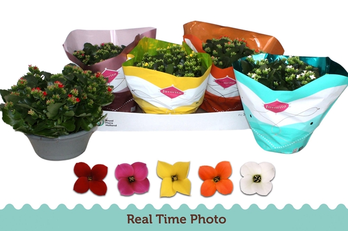 <h4>KAL EN GEM 5 KL</h4>