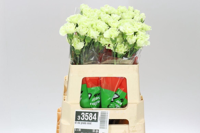 <h4>Di Sta Prado Mint</h4>