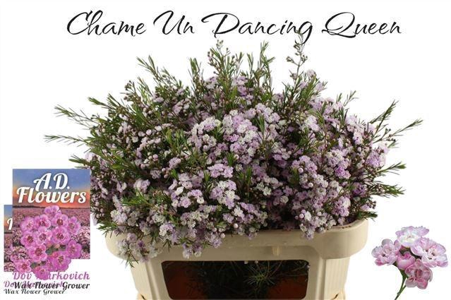 <h4>CHAME UN DANC QUEEN</h4>