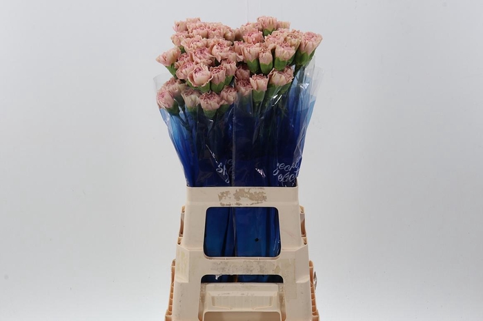 <h4>Di St Creola hi</h4>