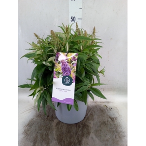 Buddleja davidii 'Butterf CL Lilac'