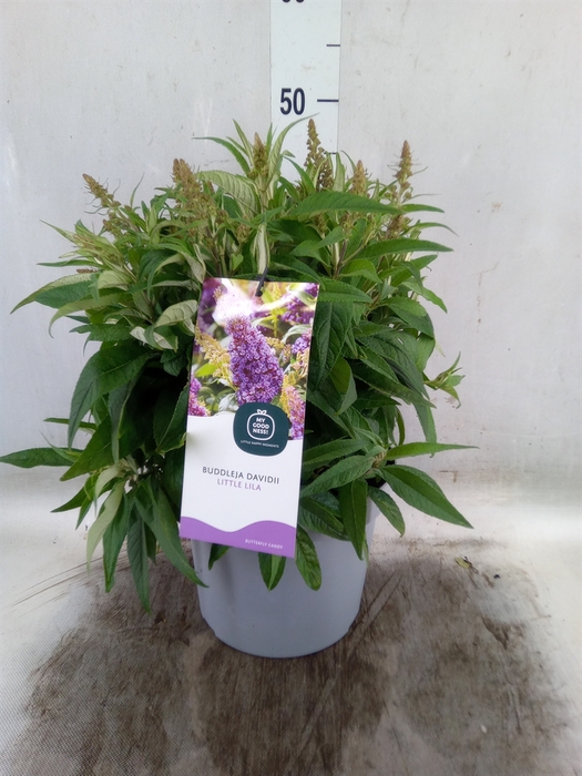 <h4>Buddleja davidii 'Butterf CL Lilac'</h4>