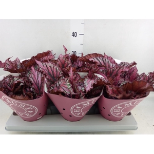 Begonia BD 'MagicColours Lambada'