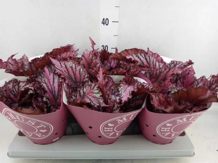 <h4>Begonia BD 'MagicColours Lambada'</h4>