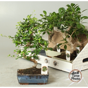 BONSAI GEM