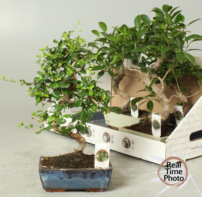 <h4>BONSAI GEM</h4>