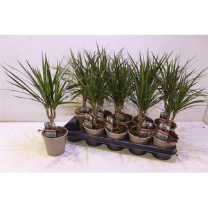 Dra Marginata