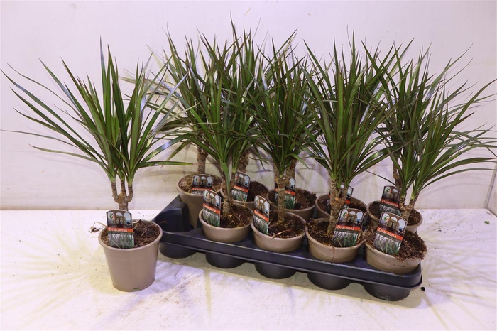<h4>Dra Marginata</h4>