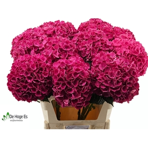 HYDR M MAG PINK RUBY