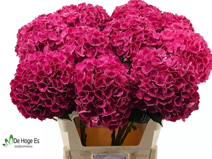 <h4>HYDR M MAG PINK RUBY</h4>