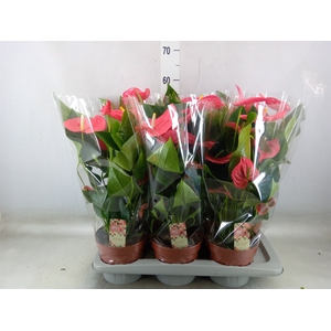 Anthurium andr. 'California'