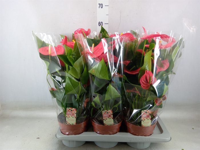 <h4>Anthurium andr. 'California'</h4>