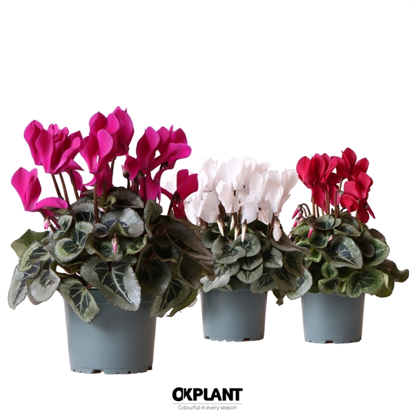 <h4>Cyclamen Rembrandt mix</h4>