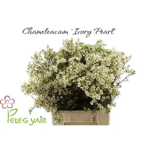 CHAME IVORY PEARL