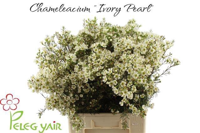 <h4>CHAME IVORY PEARL</h4>