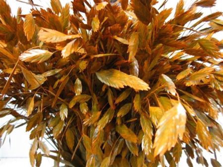 <h4>Chasmanthium Oranje</h4>