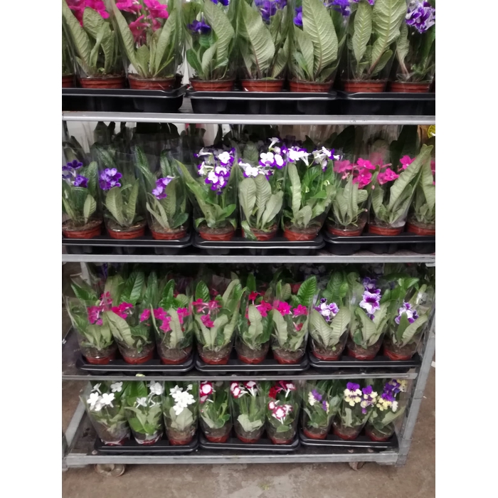<h4>Streptocarpus Mix 13Ø 35cm</h4>