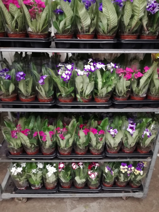 Streptocarpus (Skrętnik) Mix 13Ø 35cm