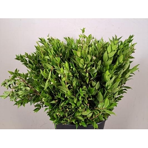 Myrtus Bes Bs 400g