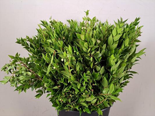 <h4>Myrtus Bes Bs 400g</h4>