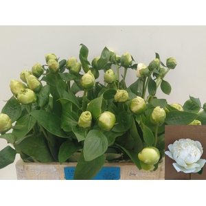 PAEO L BRIDAL SHOWER