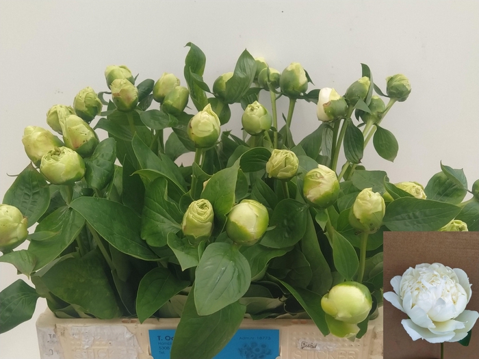 <h4>PAEO L BRIDAL SHOWER</h4>