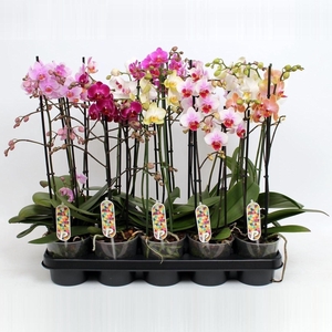 Phal. Multiflora 2-tak mix 