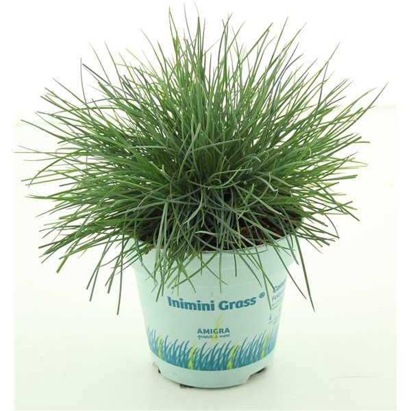 <h4>Festuca glauca CompactA Blue®</h4>