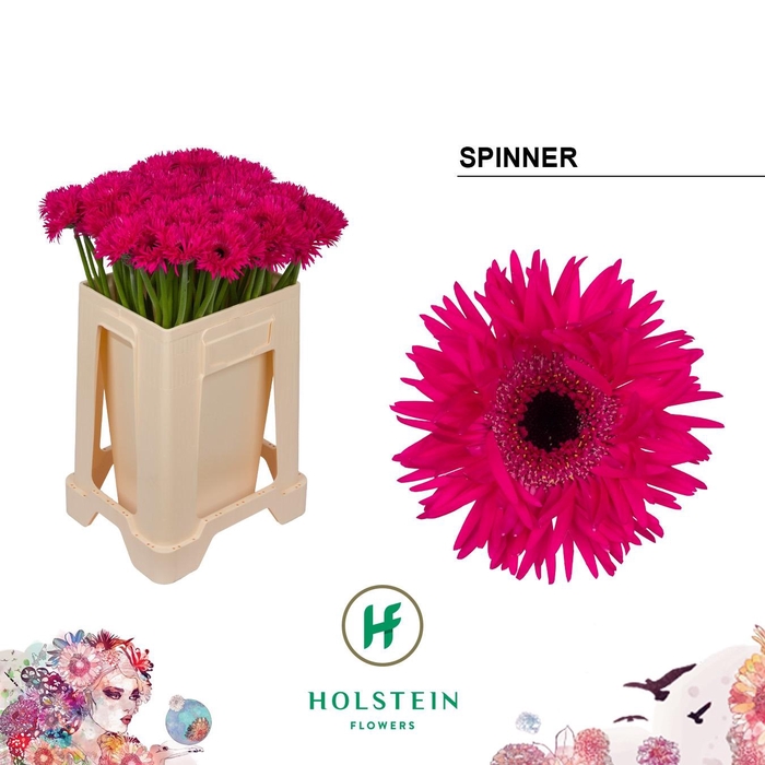 <h4>GE MS GERSP SPINNER</h4>