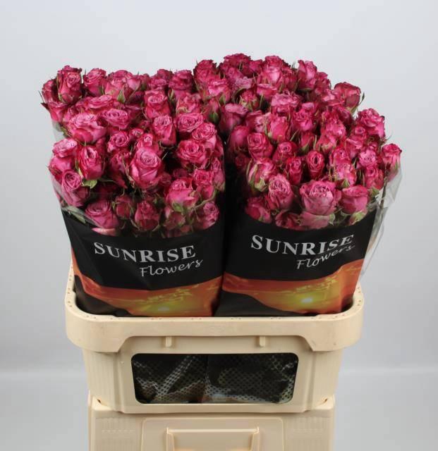 <h4>R TR PURPLE QUEEN</h4>