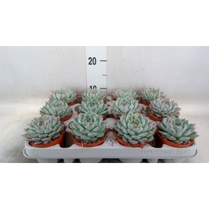 Echeveria   ...