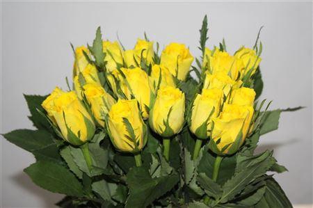 <h4>R Gr Solero</h4>