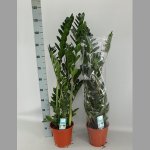 ZAMIO ZAMIIFOLIA
