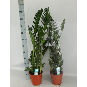 ZAMIO ZAMIIFOLIA