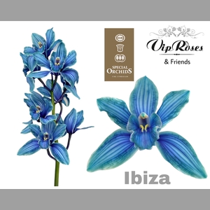 CYMB DYED IBIZA