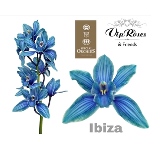 CYMB DYED IBIZA