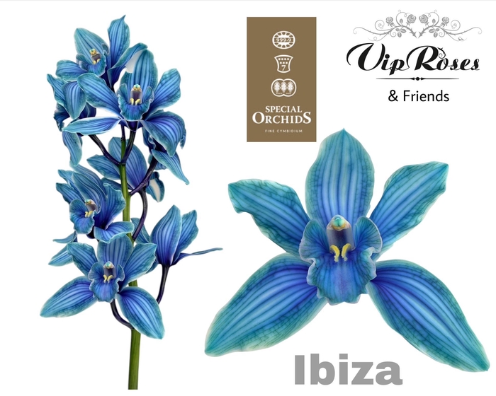 <h4>Cymb Dyed Ibiza</h4>